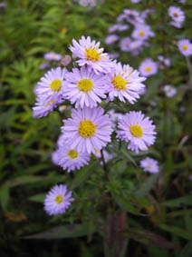 Aster sp